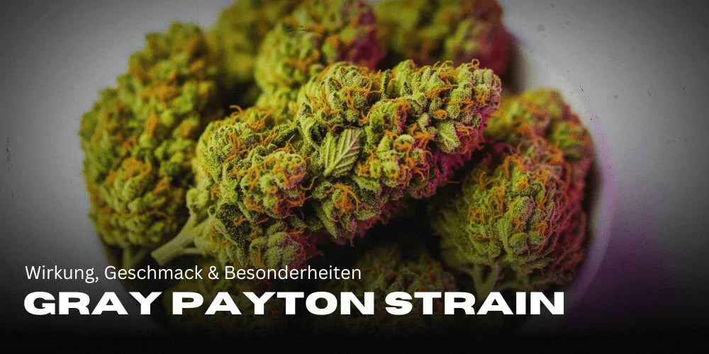 Gray Payton Strain: Effects, Flavor & Special Features