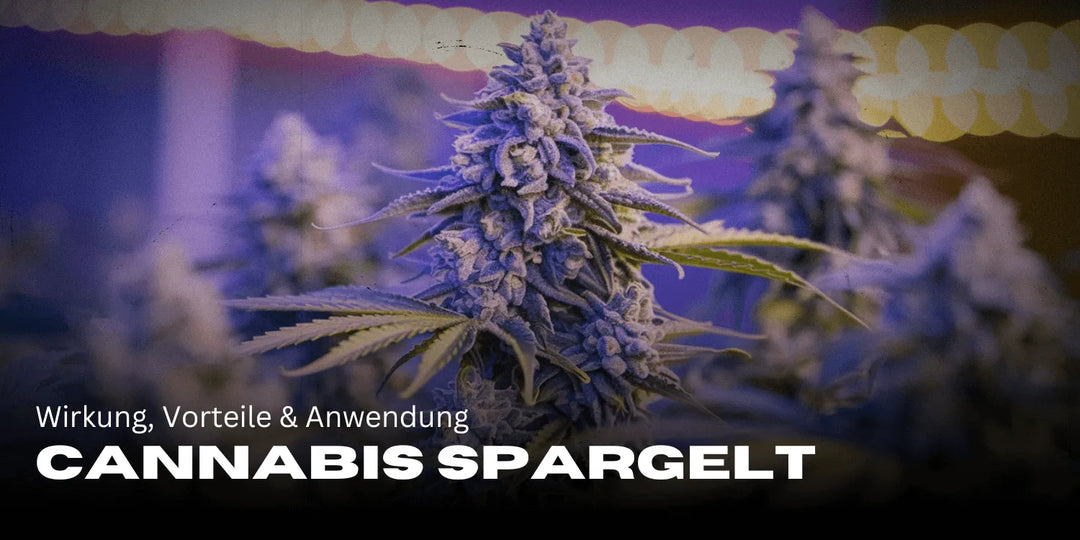 Cannabis Spargelt: Efekty, Zalety i Zastosowanie w Przeglądzie 🌿