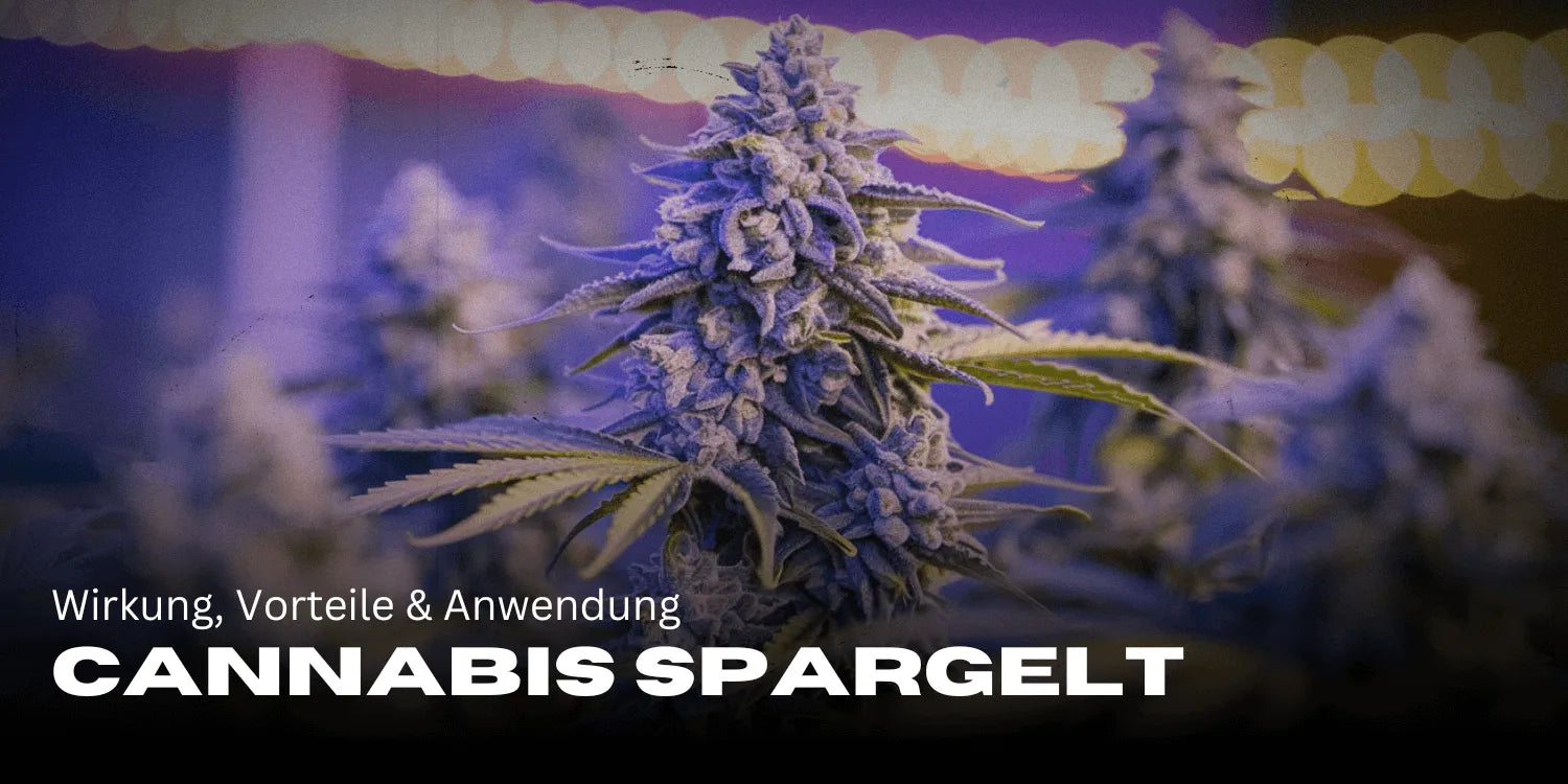 Cannabis Spargelt: effects, benefits & application at a glance 🌿-Smagro GmbH