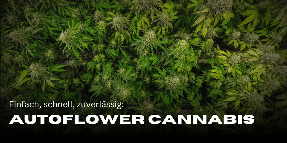 Automatic cannabis plants: Easy cultivation for beginners and professionals - Smagro GmbH