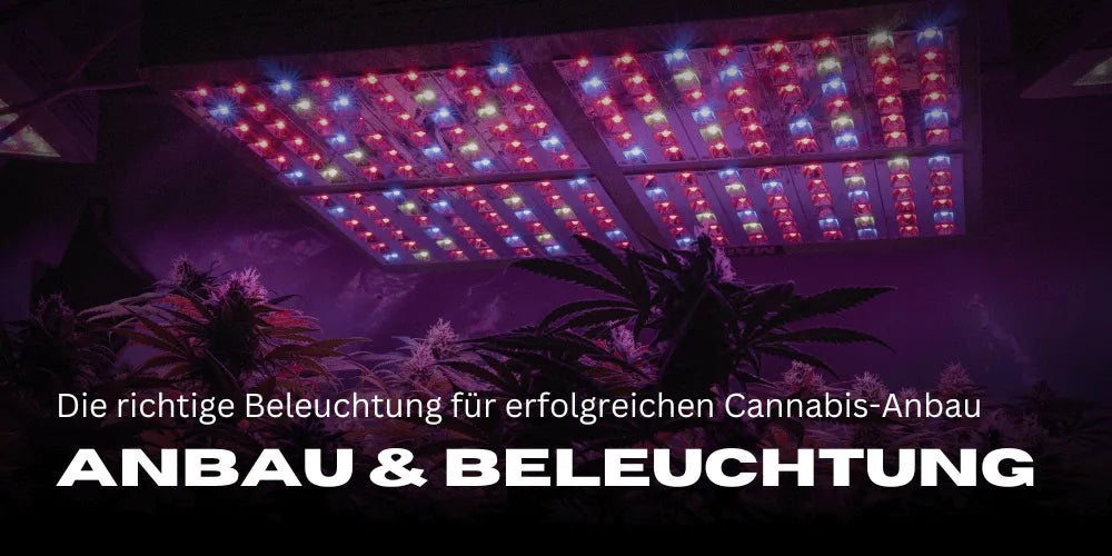 De juiste verlichting voor succesvolle cannabis-teelt