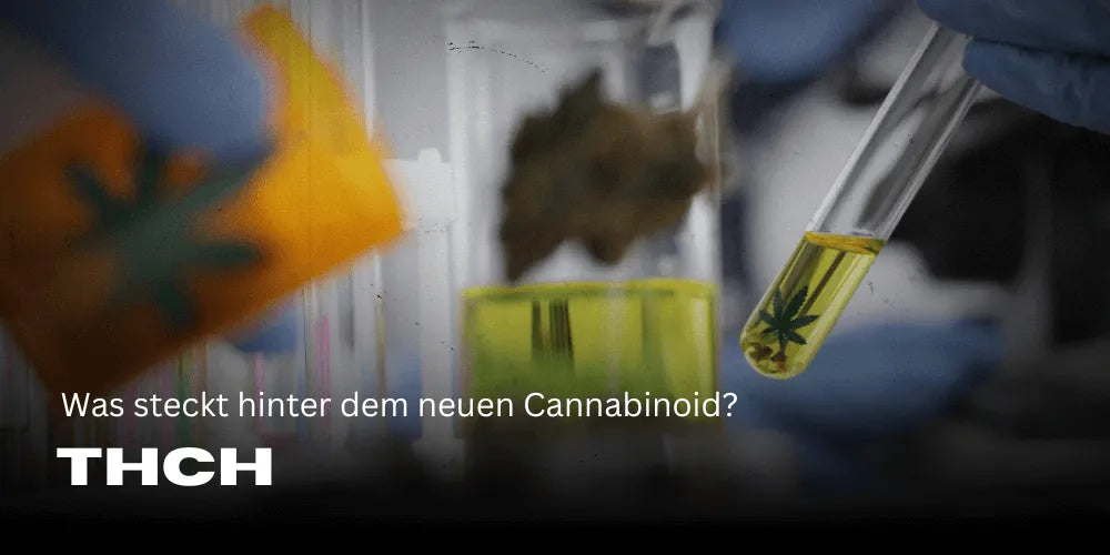 THCH – Co kryje się za nowym kannabinoidem?