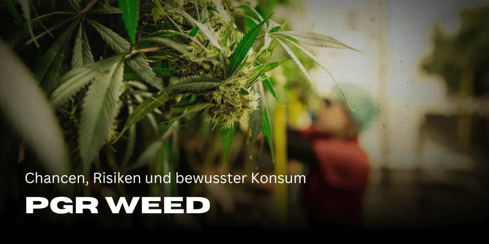 PGR Weed: Szanse, ryzyka i świadoma konsumpcja