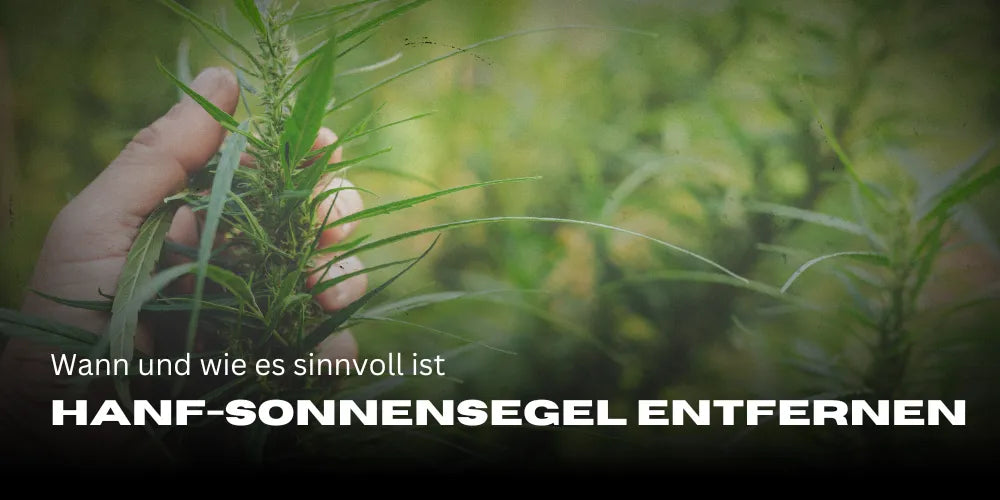 Kender napvitorla eltávolítása: Mikor és hogyan érdemes megtenni-Smagro GmbH