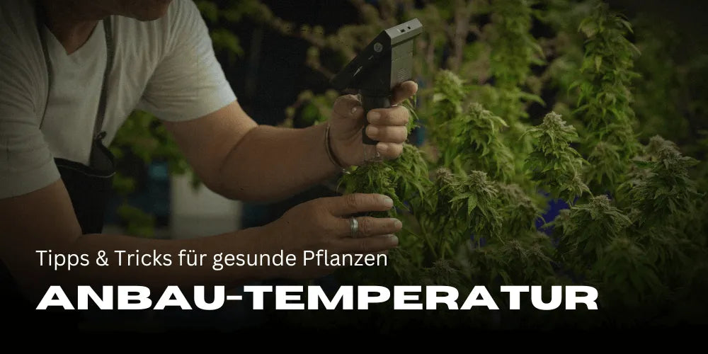 Cannabisteelt temperatuur: tips en trucs voor gezonde planten
