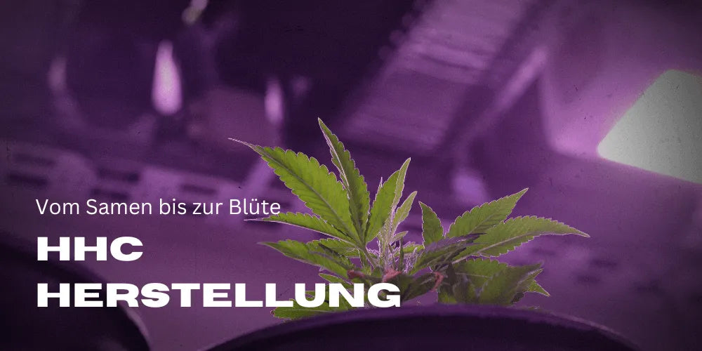 HHC előállítás kinyerés