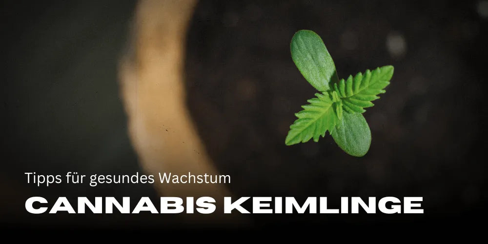 Cannabiszaailingen: Tips voor gezonde groei