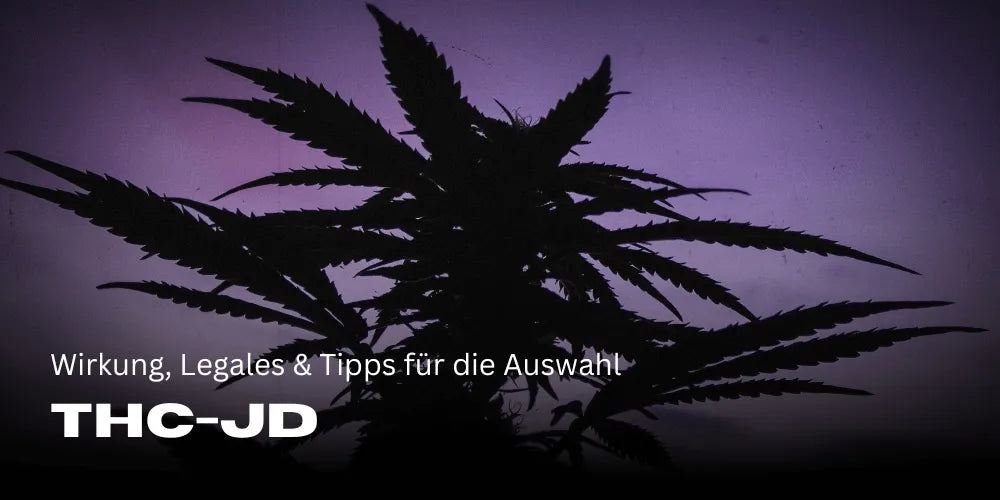 THC JD: Hatás, Legális és Tippek a Kiválasztáshoz