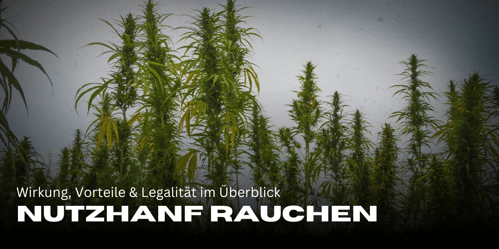 Smoking industrial hemp: effects, benefits & legality at a glance - Smagro GmbH