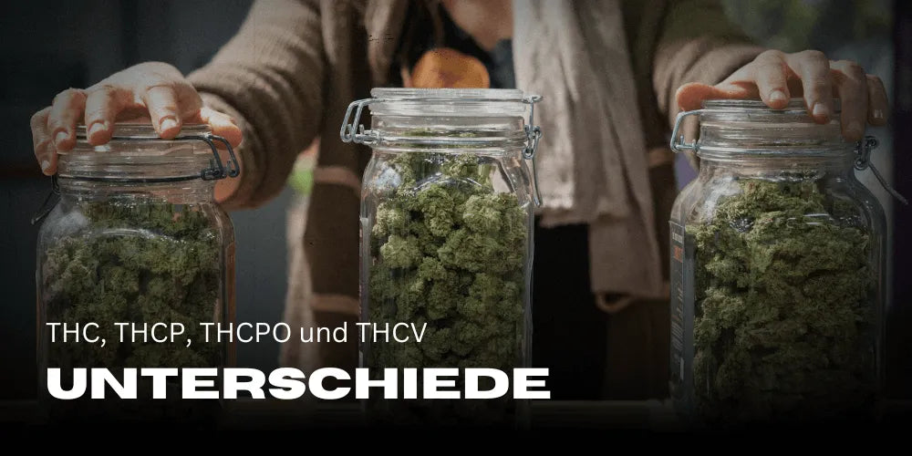 Jaka jest różnica: THC, THCP, THCPO i THCV