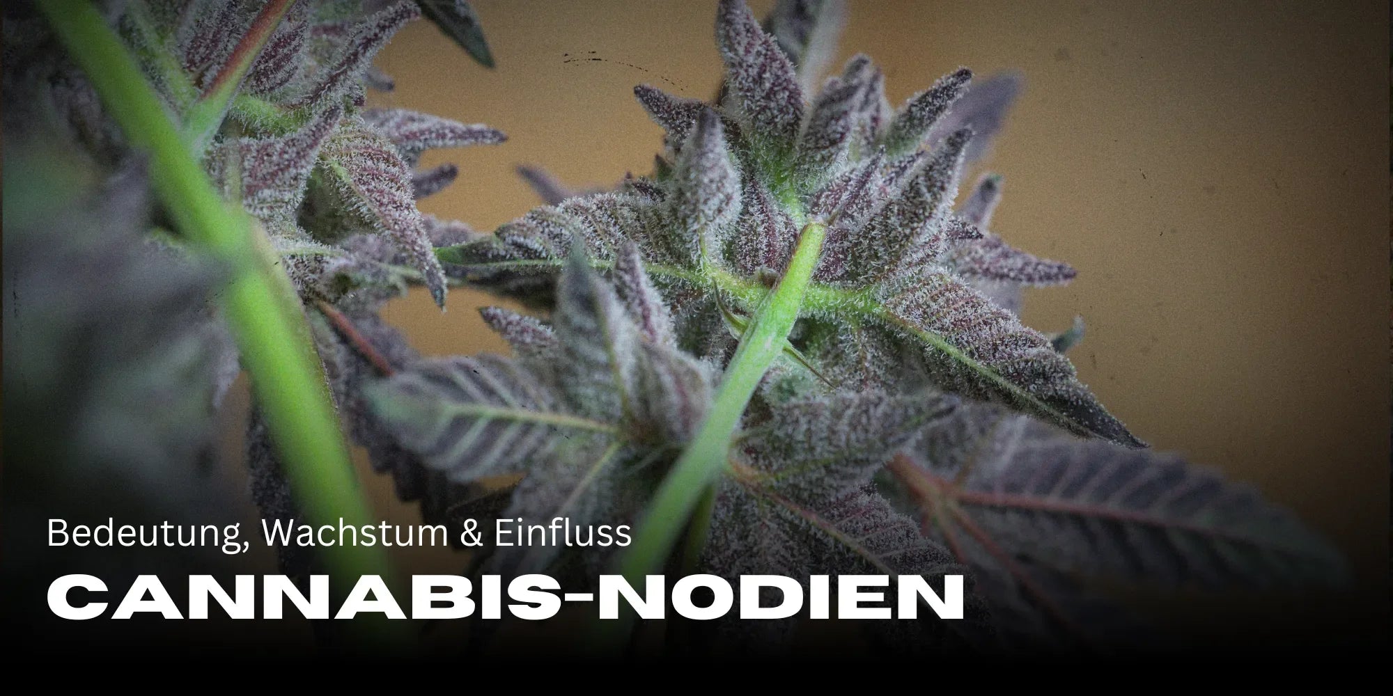 Cannabis Nodes: Meaning, Growth & Influence - Smagro GmbH