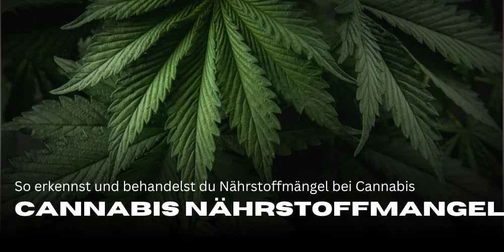 How to recognise and remedy nutrient deficiencies in cannabis plants