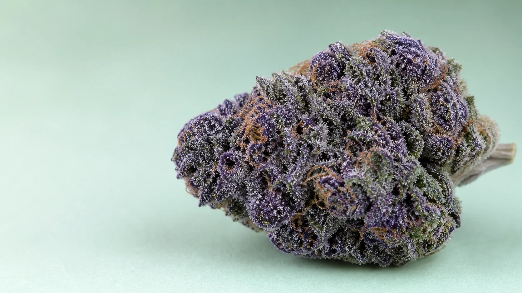 Blue Zushi Cannabisblüte mit violett-grünen Tönen und Trichomen