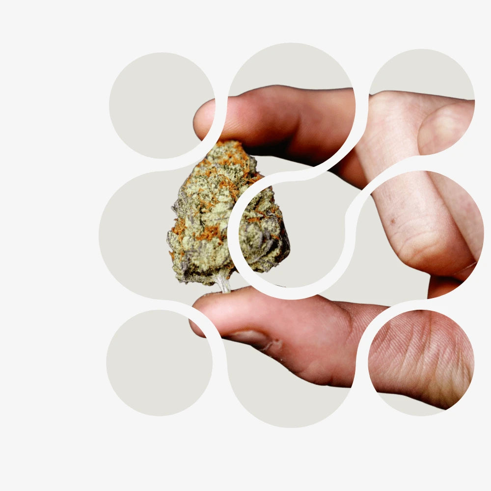 Toate florile - Smagro GmbH