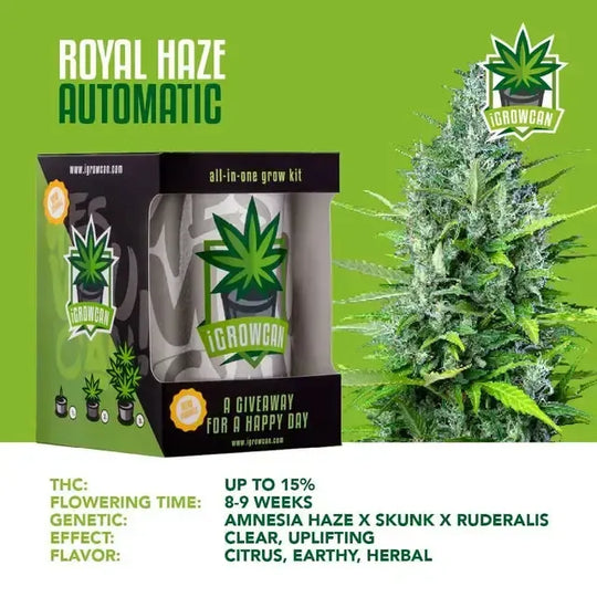 Set complet de cultivare: Royal Haze Auto (iGrowCan)