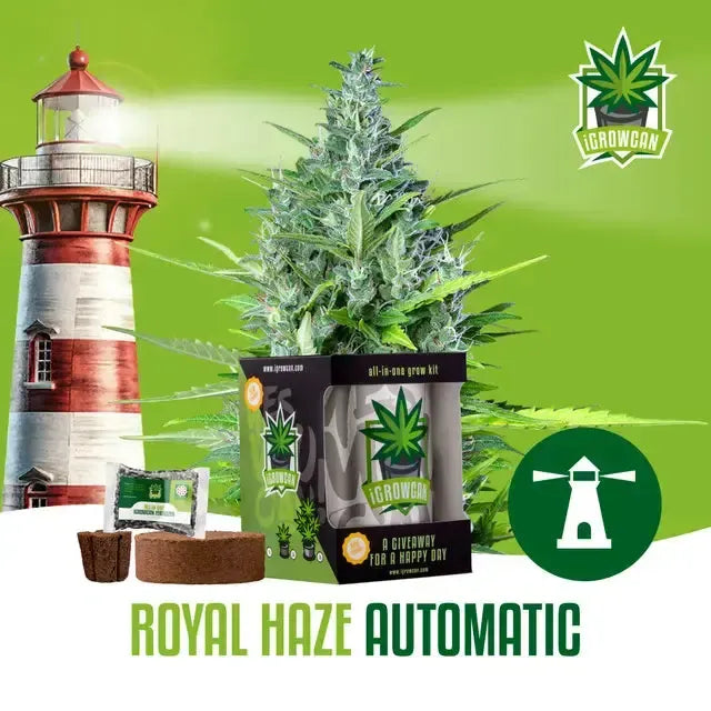 Set complet de cultivare: Royal Haze Auto (iGrowCan)