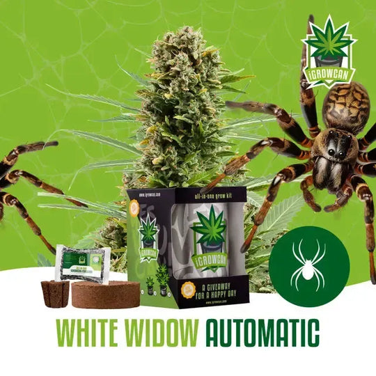 Set complet de cultivare: White Widow Auto (iGrowCan)