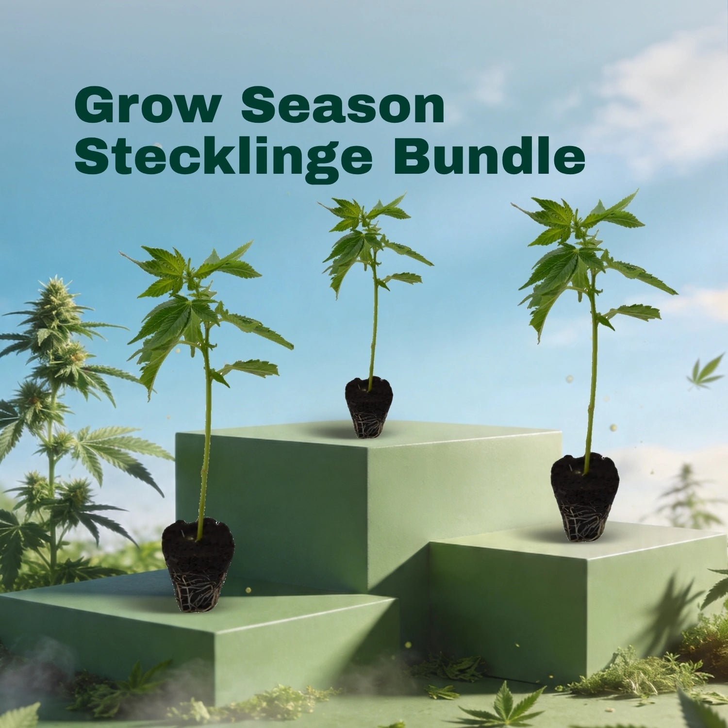 Grow Season Stecklinge Bundle