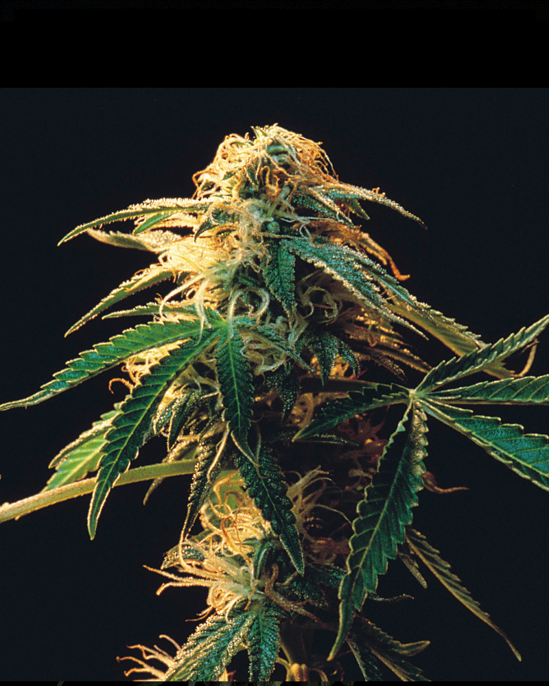 Tulpina Apple Fritter