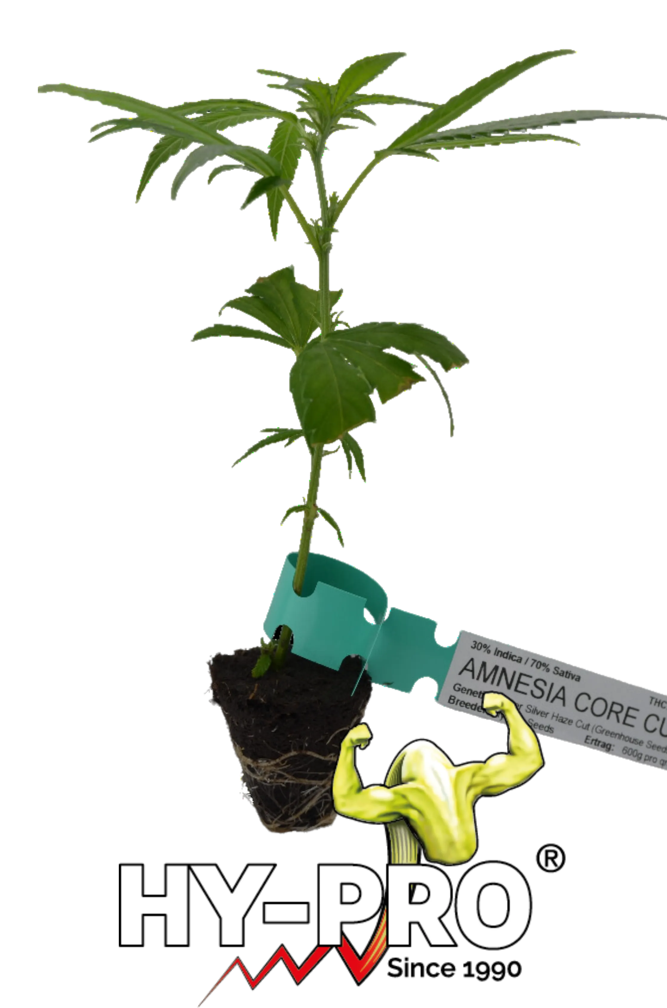 Cannabis Cuttings Amnesia Core Cut