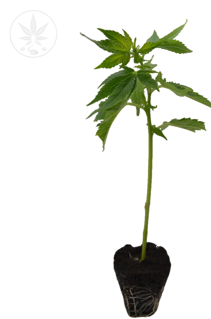 Cannabis Cutting Apples & Bananas