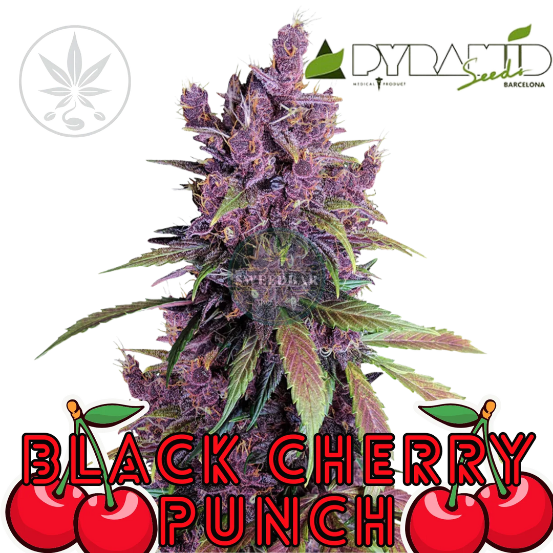 Butași de canabis Black Cherry Punch