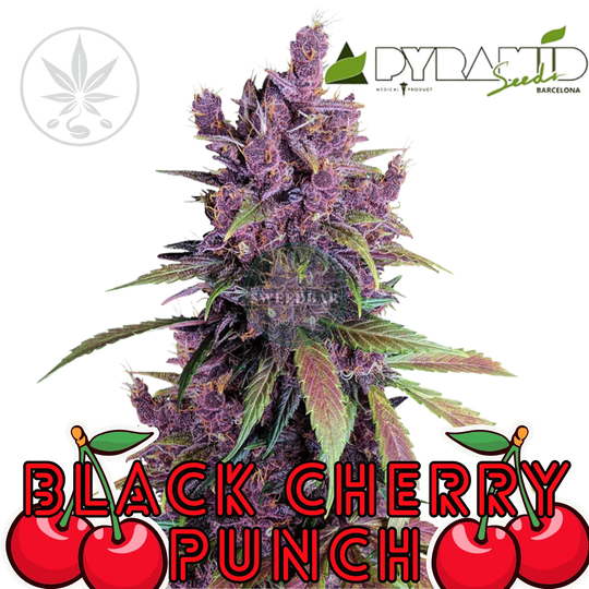 Butași de canabis Black Cherry Punch