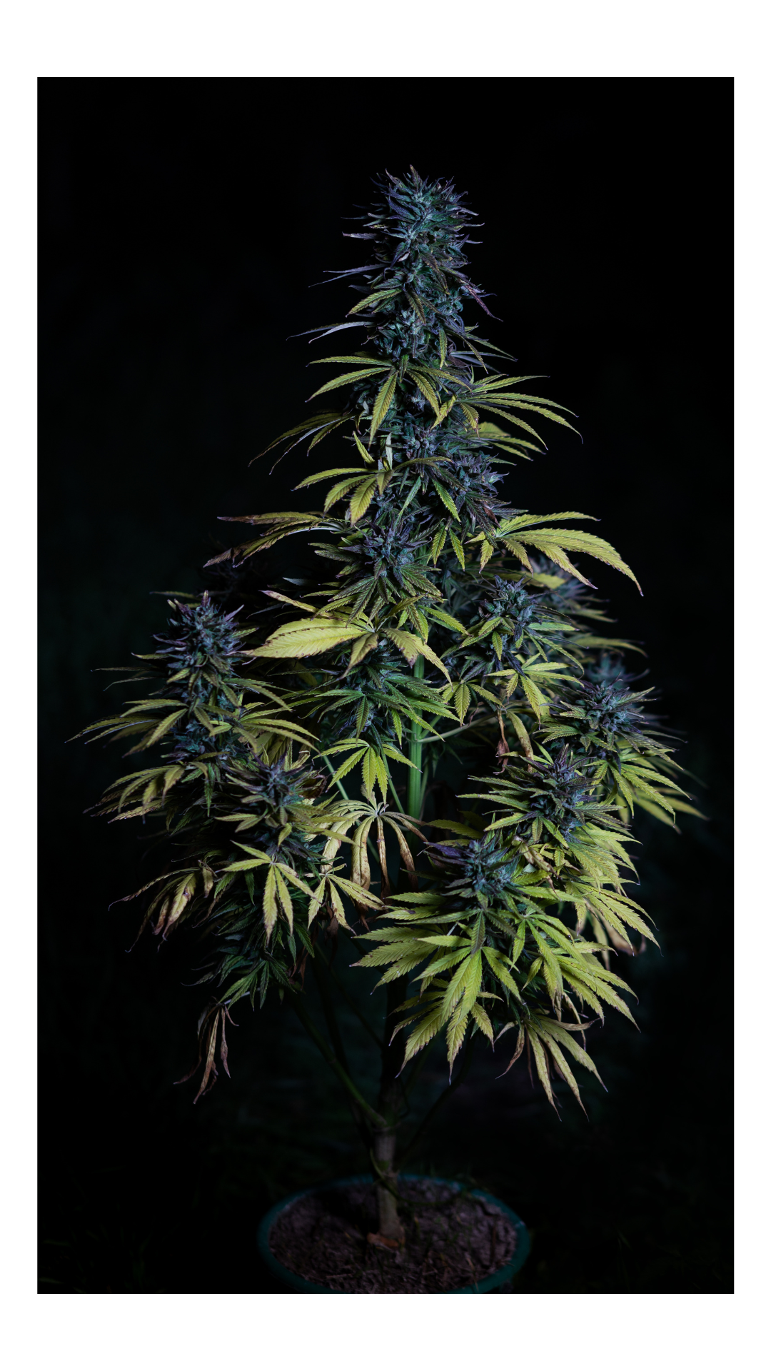 Tulpini Blue Dream 3