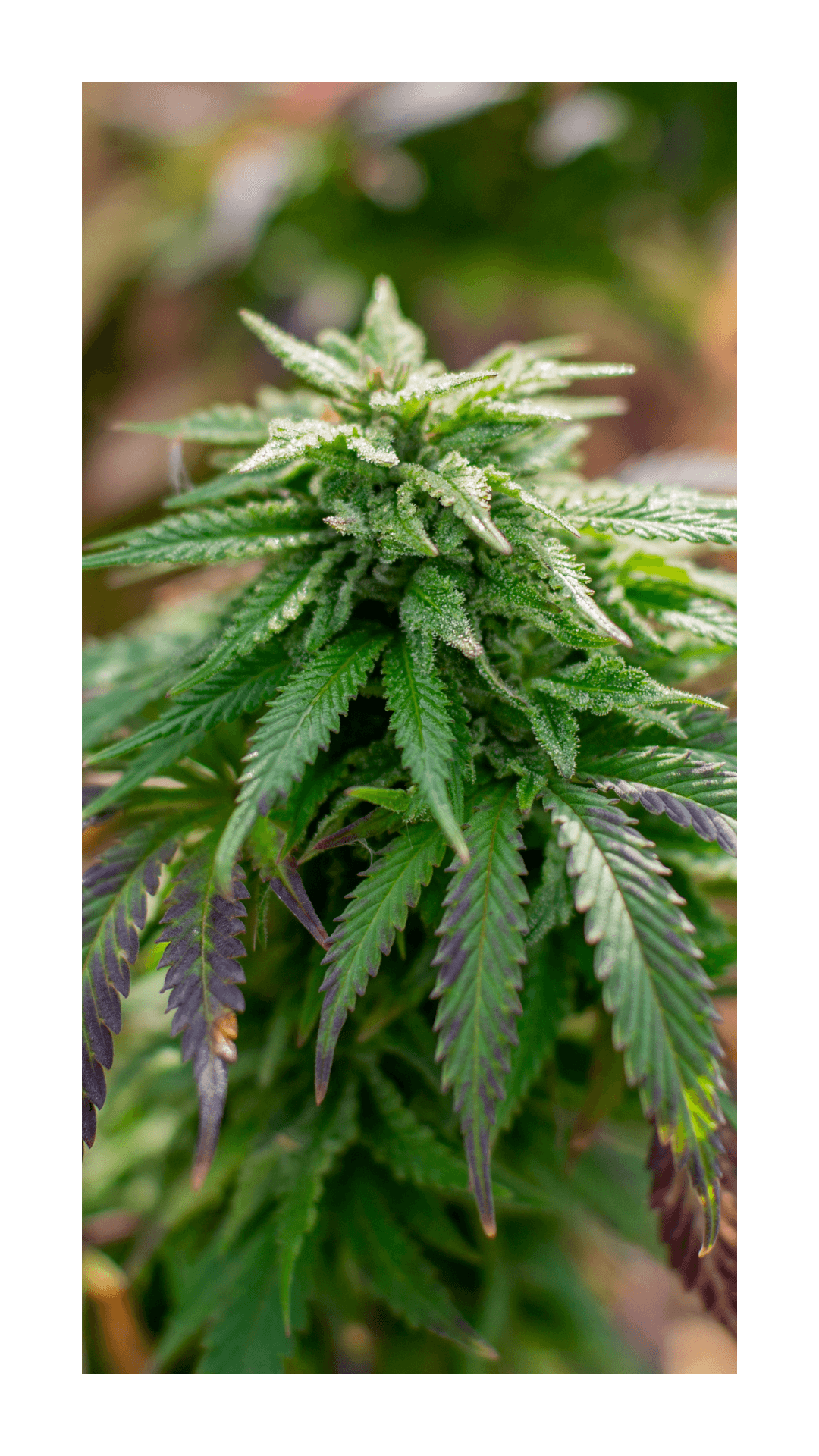 Tulpini Blue Dream 5