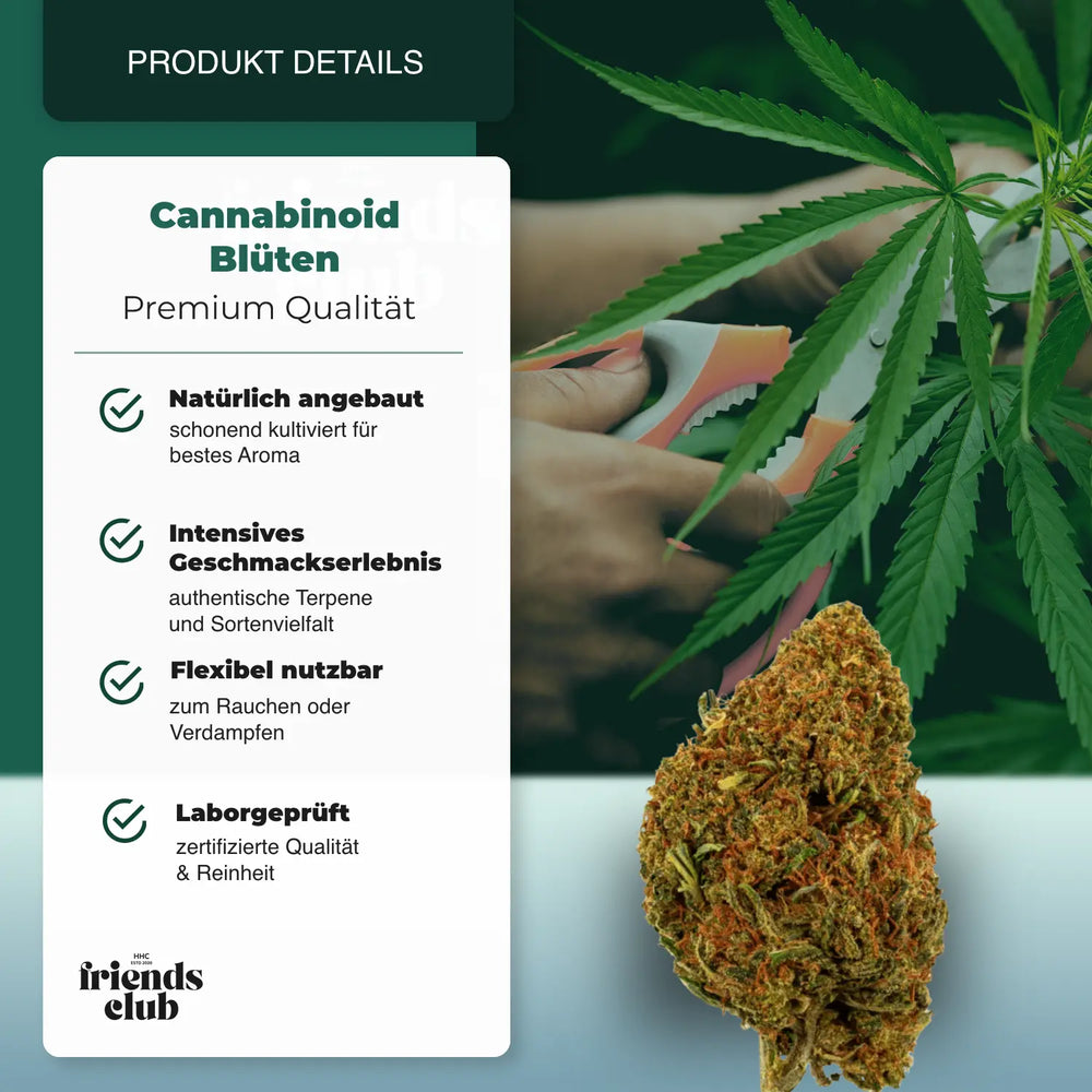 PHCP Floare Cherry Pie - hhcfriends