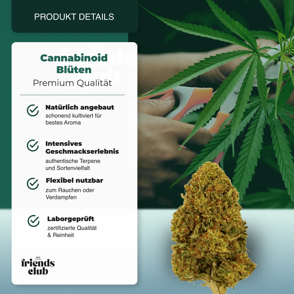 PHC Flori Gelato #45 - hhcfriends