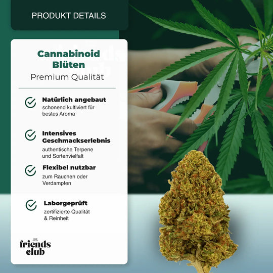 PHC Flori Gelato #45 - hhcfriends