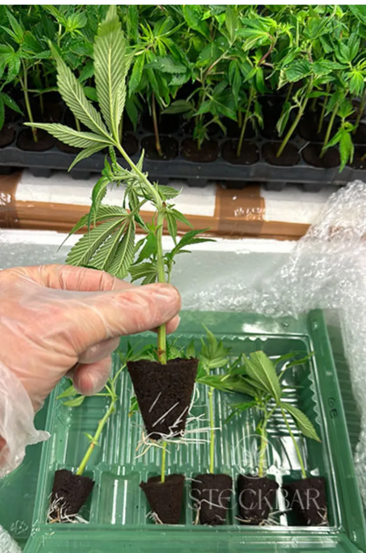 Kannabisz hajtás Lilac Cookies az Ethos Genetics-től