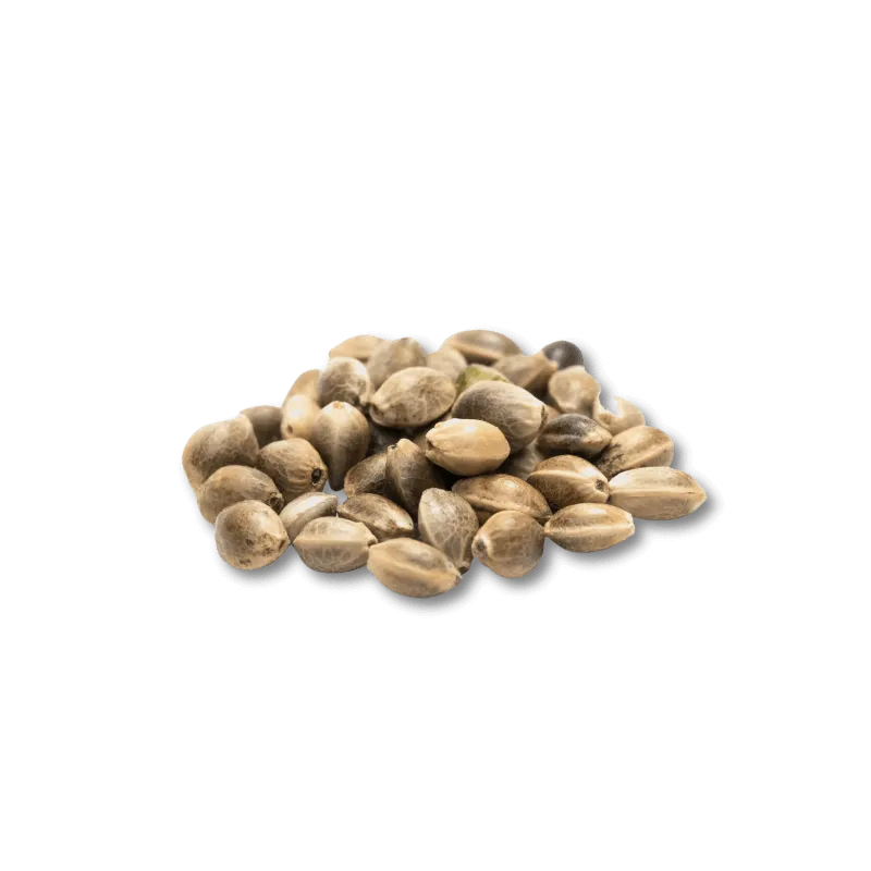 Cali Genetics Purple Milkshake 32,6% THC 🌱 3 semințe