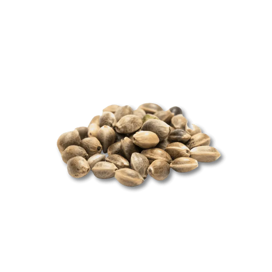 Cali Genetics Purple Milkshake 32,6% THC 🌱 3 semințe