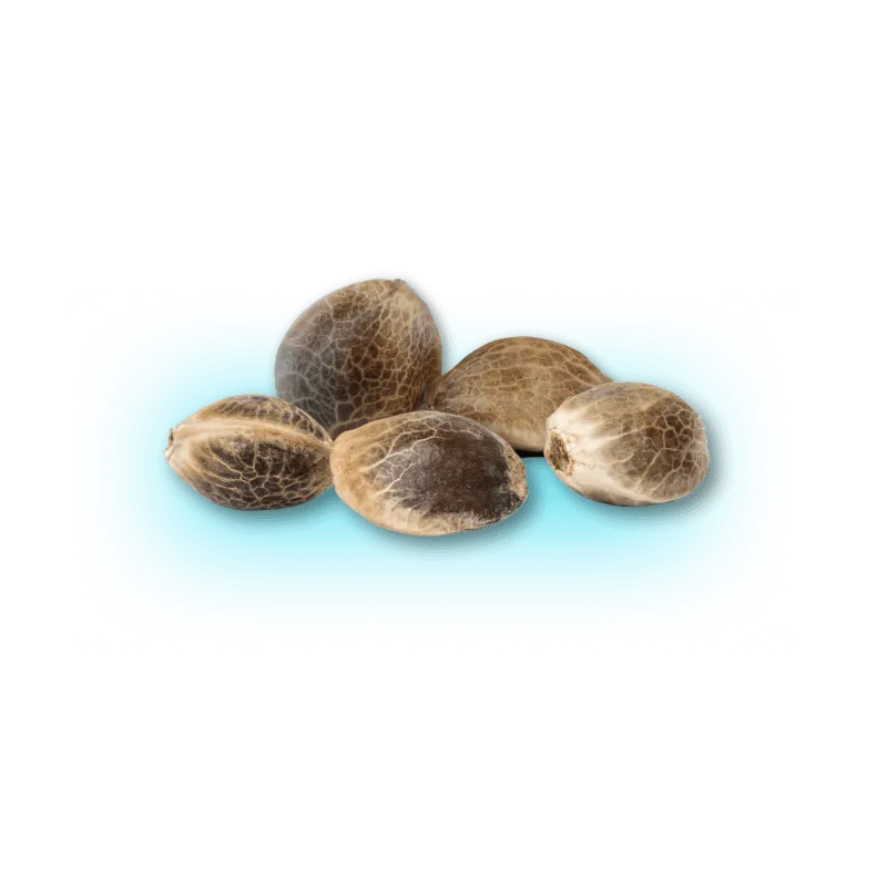 Cannabis Seeds Automatic Mix Pack 5 Pieces