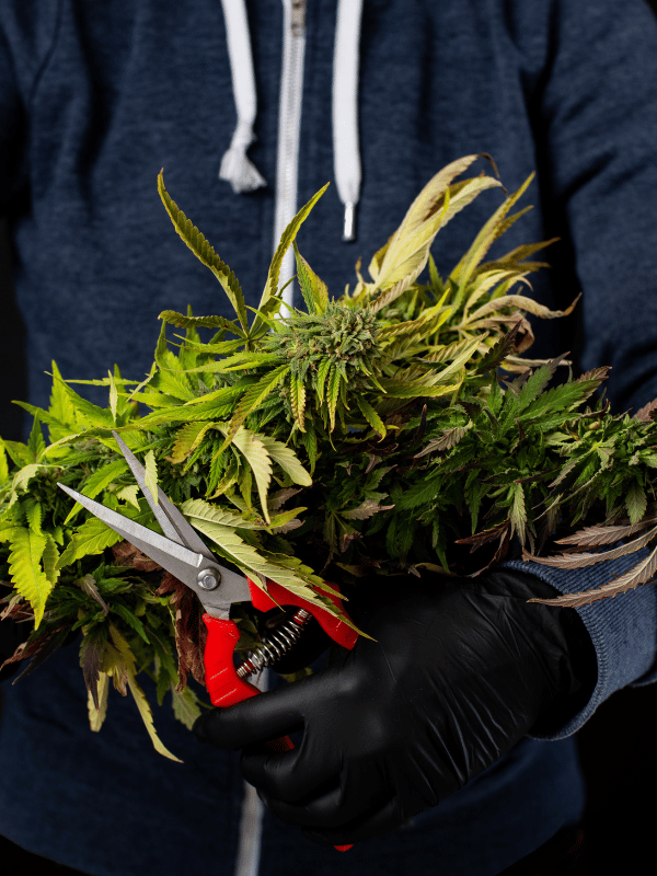 Tăierea canabisului