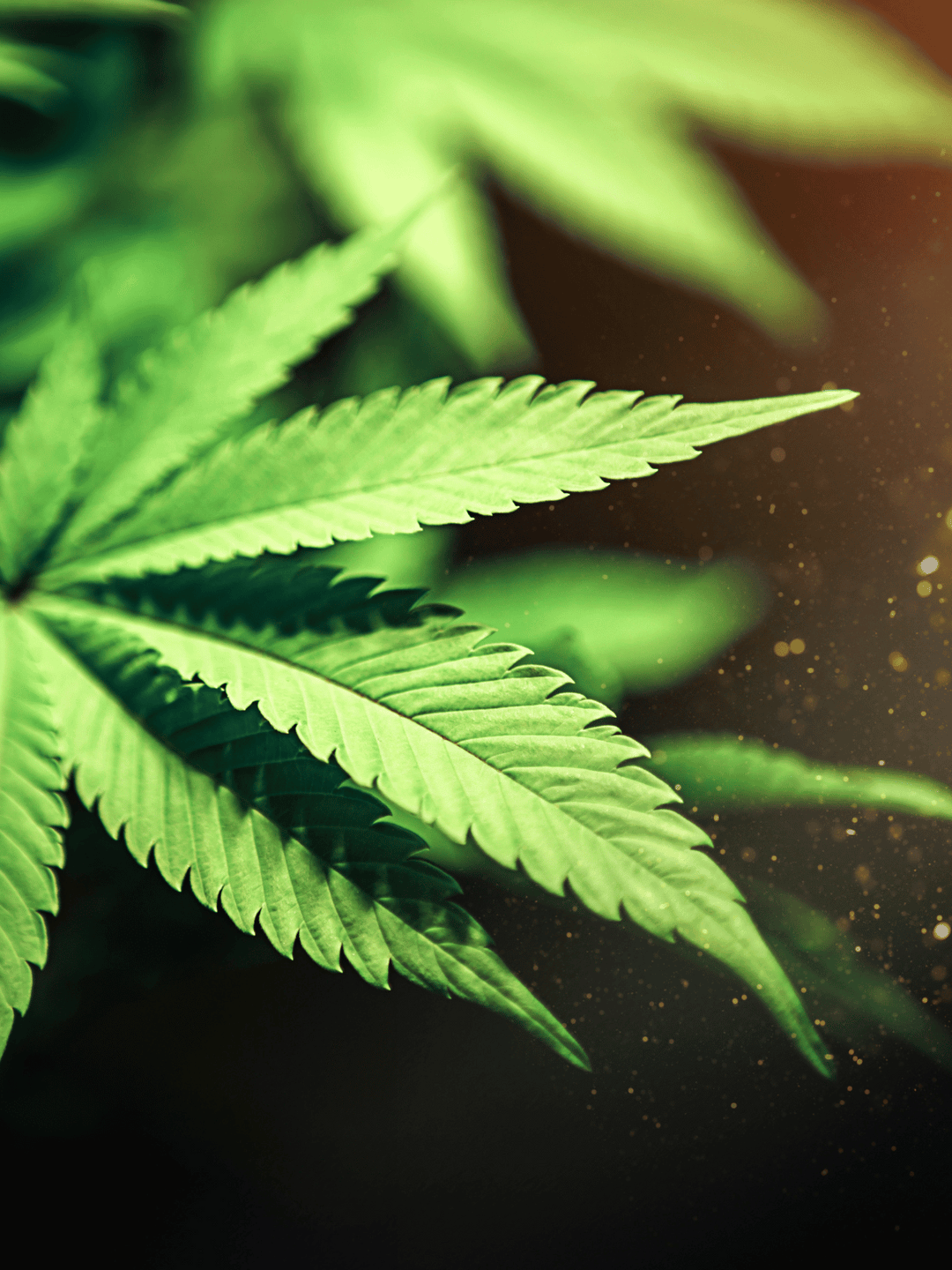 Frunză a unei plante de canabis