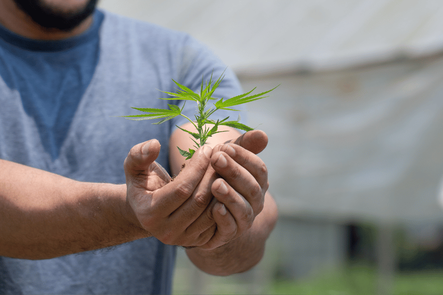 Instrucțiuni pentru cultivarea în aer liber