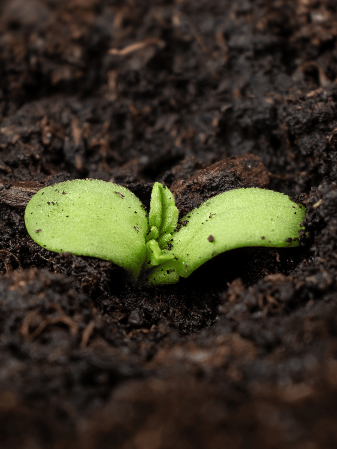 Un mic butaș de canabis care iese din pământ.