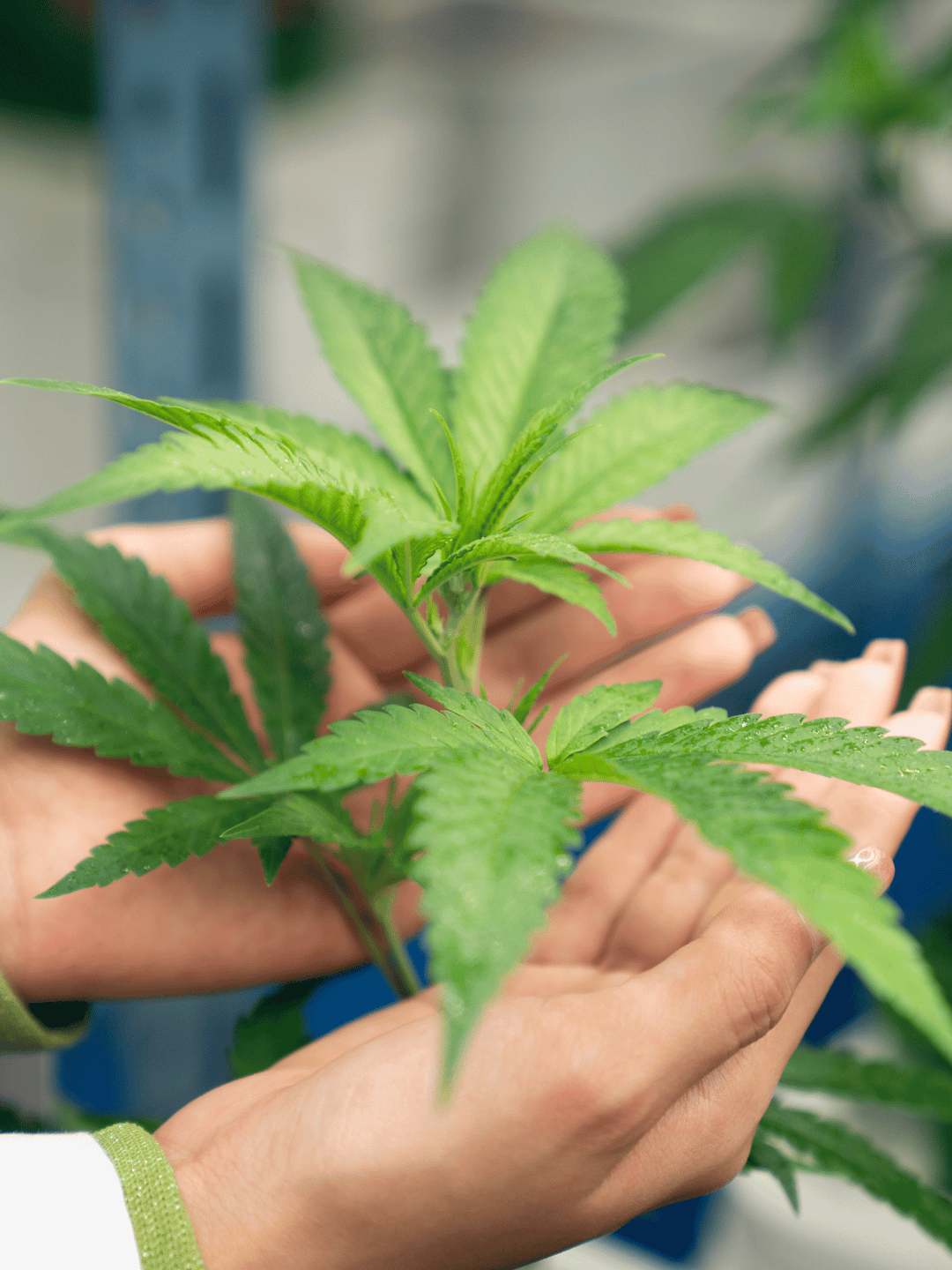 Plantă de canabis și două mâini care o țin