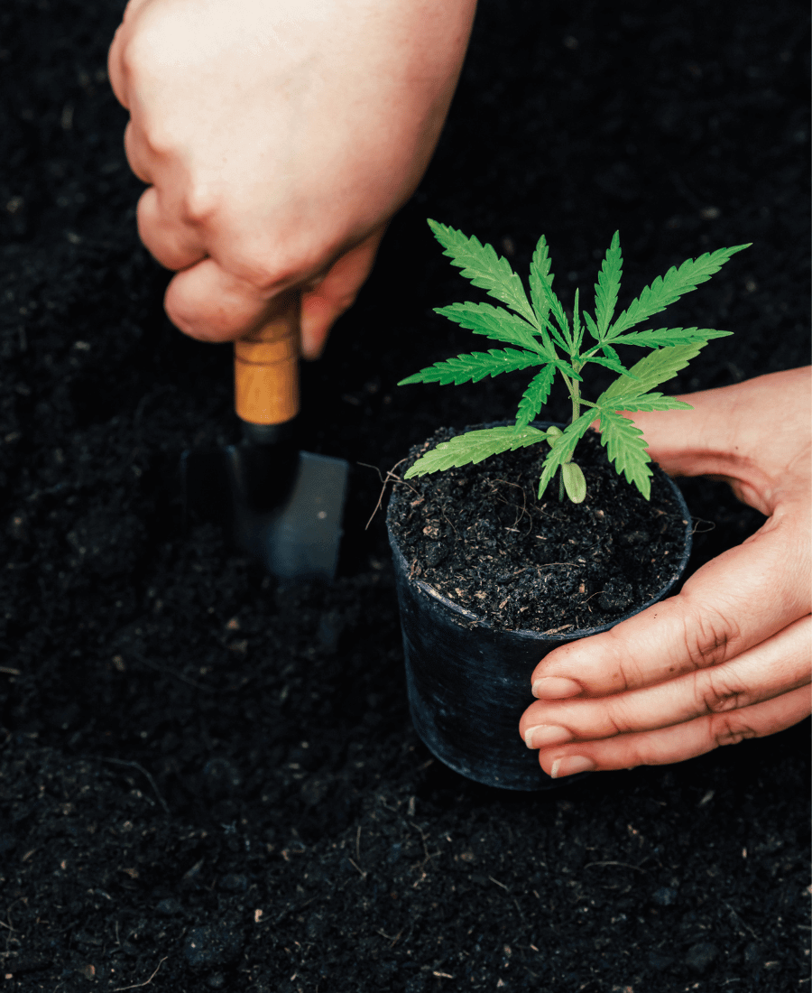 Împachetează planta de canabis