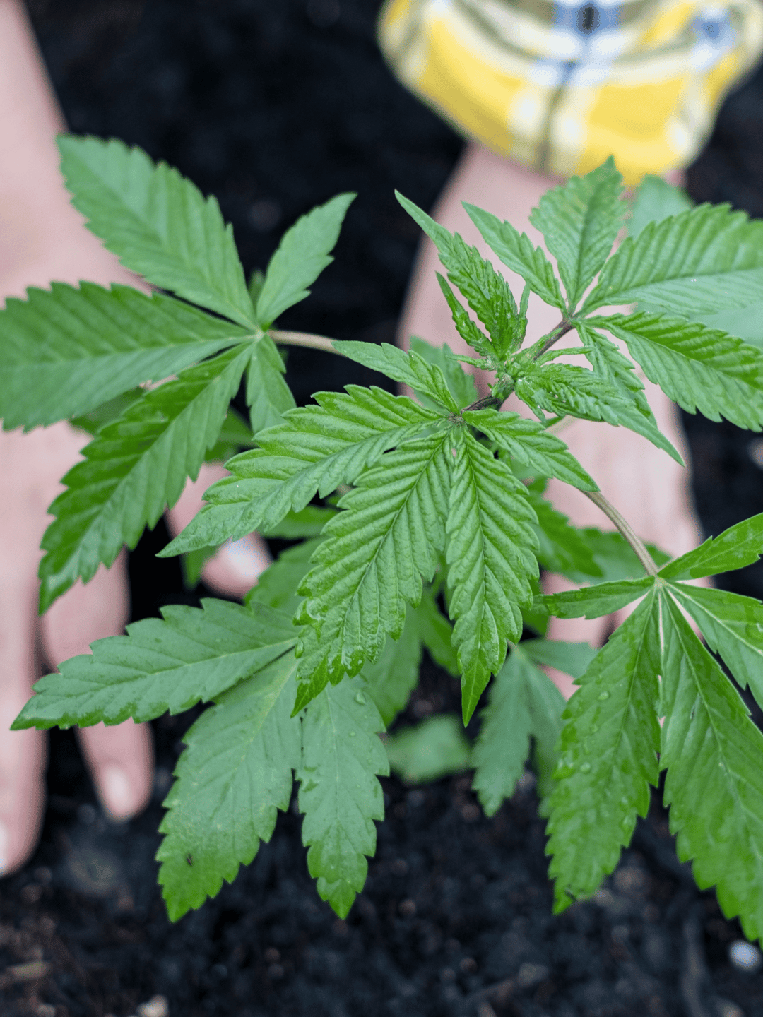 HHC Friends Flori, selecție variată de flori HHC.