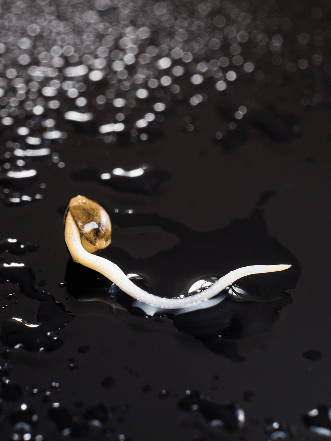 Ciuperci pentru stimularea libidoului, pentru mai multă energie și rezistență.