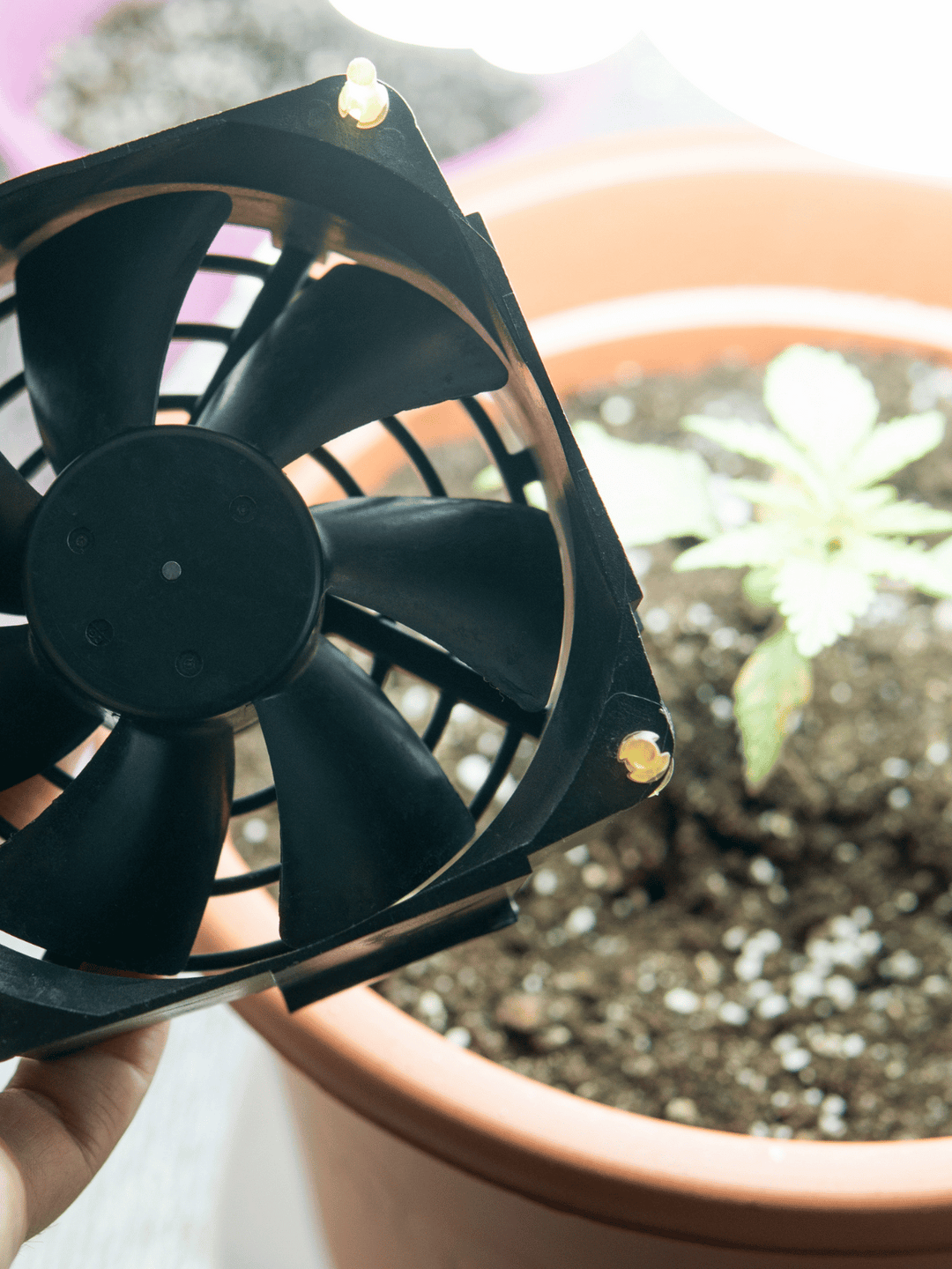 Ventilarea plantelor de canabis