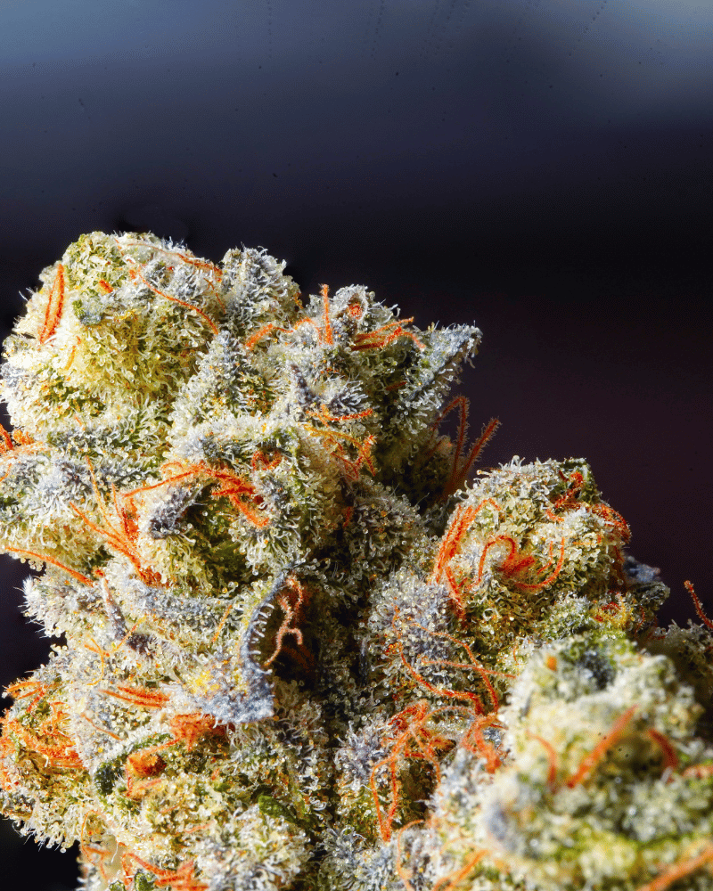 Imagine HHCFriends Popcorn Buds