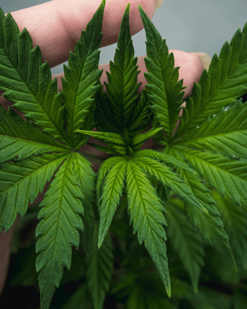 Leaves of a small hemp plant