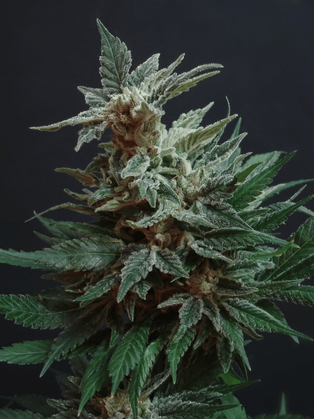 HHCFriends LSD Automat Stuttgart, achiziție rapidă de produse.