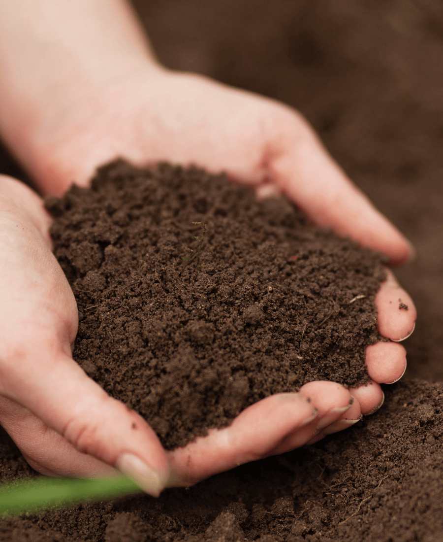 Pământ pentru cultivarea canabisului