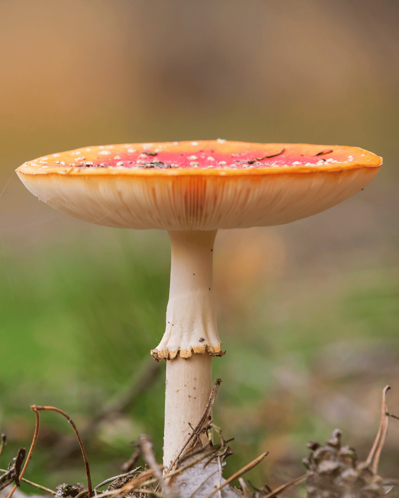 Fly agaric in the forest